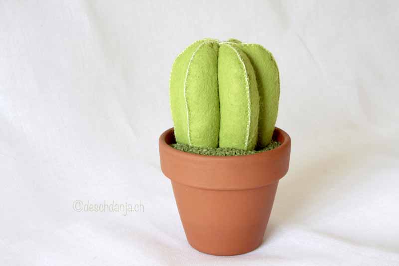 acerico-cactus-2